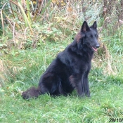 Photo de Berger belge groenendael