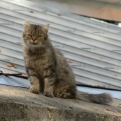 Photo de Chat domestique