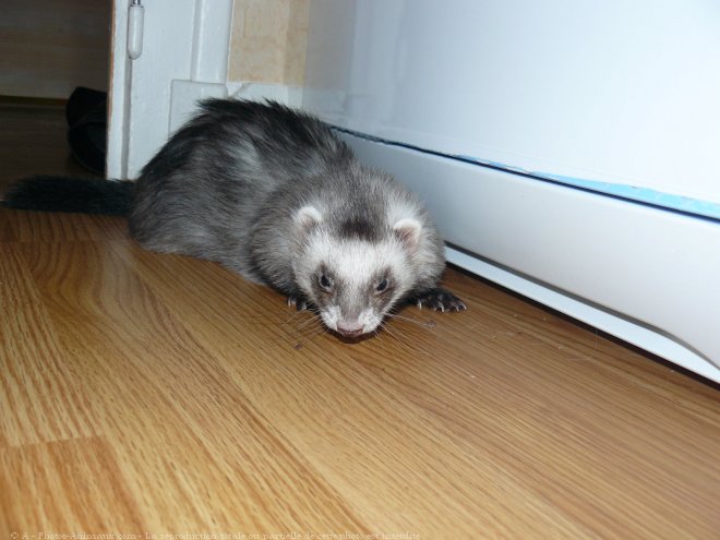 Photo de Furet