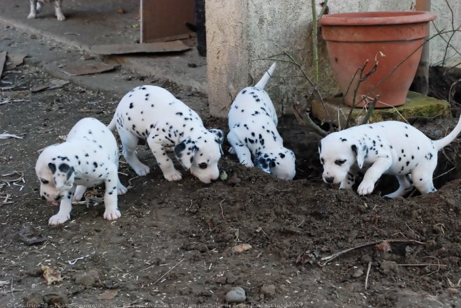 Photo de Dalmatien