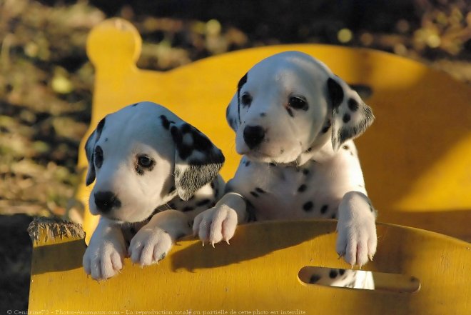 Photo de Dalmatien