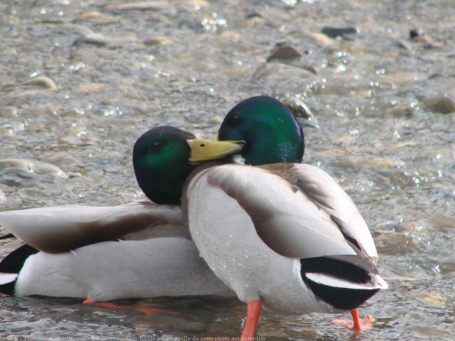 Photo de Canard colvert