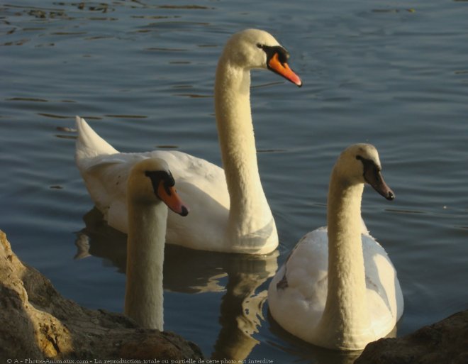 Photo de Cygne