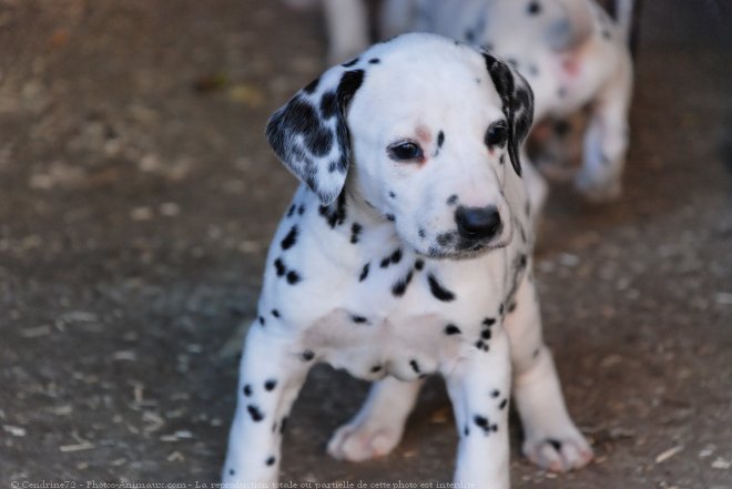 Photo de Dalmatien