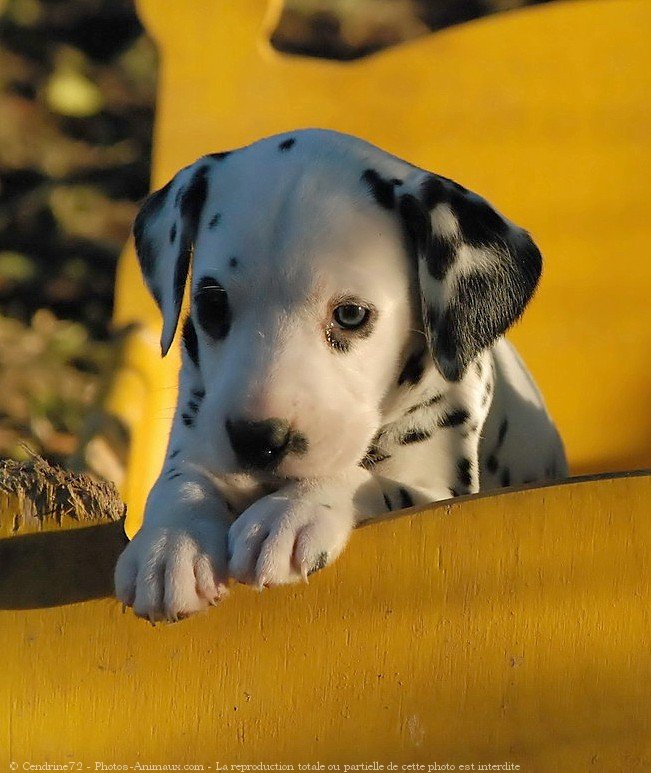 Photo de Dalmatien