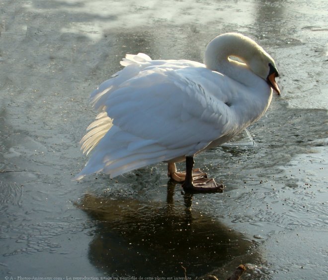 Photo de Cygne