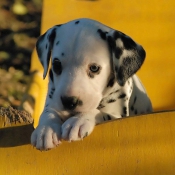 Photo de Dalmatien