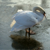 Photo de Cygne