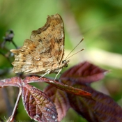 Photo de Papillon