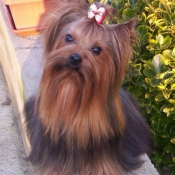 Photo de Yorkshire terrier