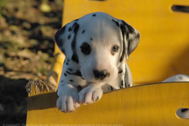 Photo De Dalmatien Bebe De Tipsi N Sur Photos Animaux Com