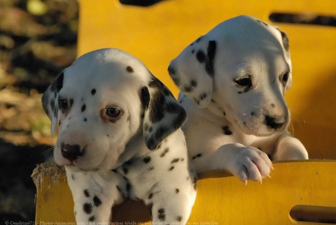 Photo de Dalmatien