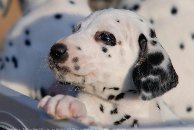 Photo de Dalmatien