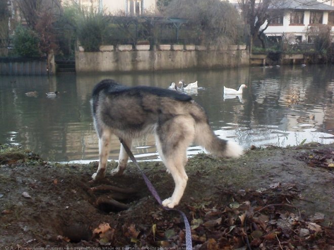 Photo de Husky siberien