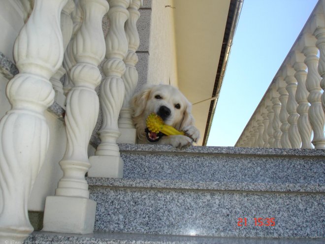 Photo de Golden retriever