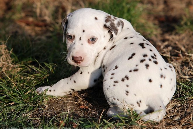 Photo de Dalmatien