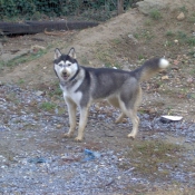 Photo de Husky siberien