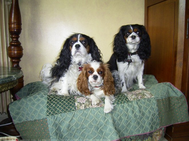 Photo de Cavalier king charles spaniel