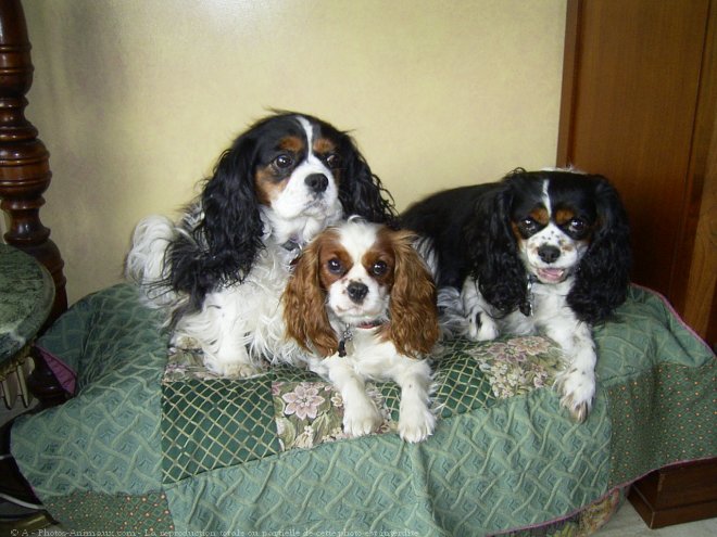 Photo de Cavalier king charles spaniel