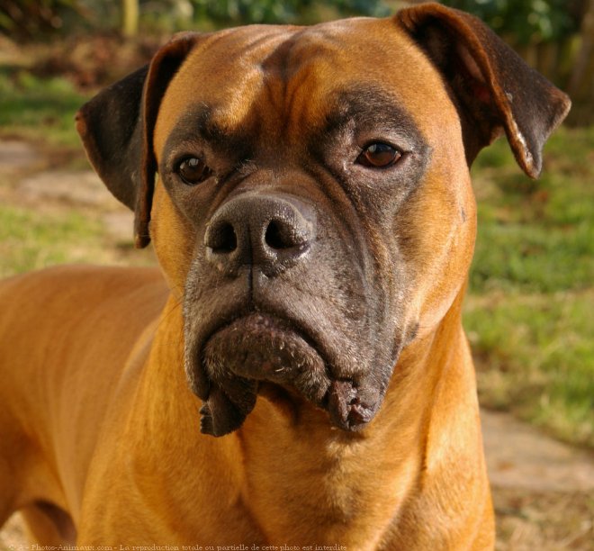 Photo de Boxer