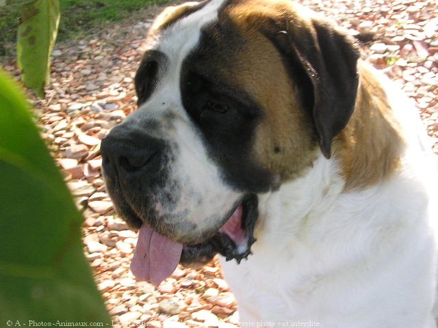 Photo de Saint-bernard poil long