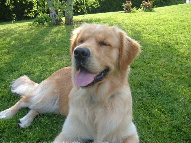 Photo de Golden retriever