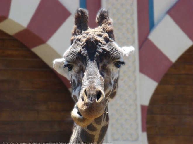 Photo de Girafe