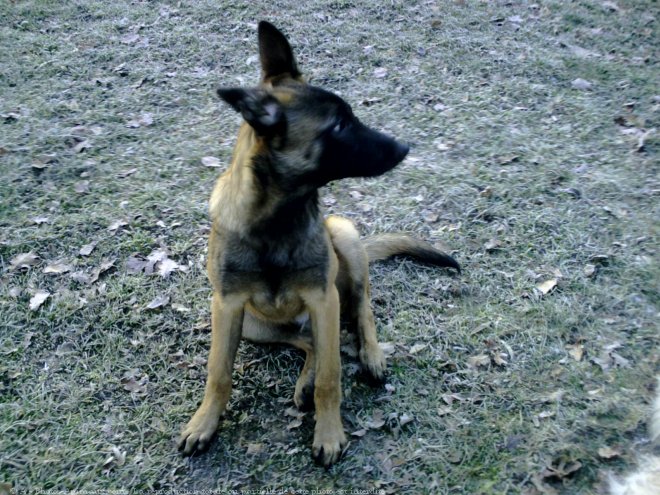 Photo de Berger belge malinois