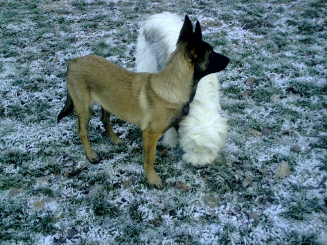 Photo de Berger belge malinois