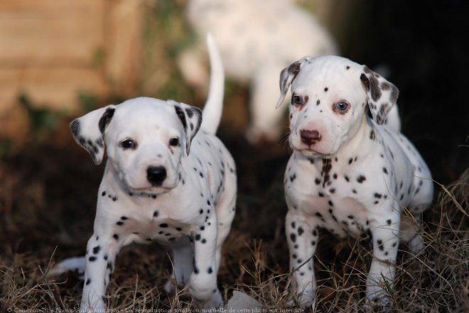 Photo de Dalmatien