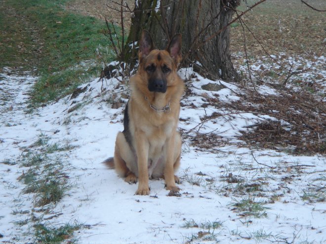 Photo de Berger allemand  poil court