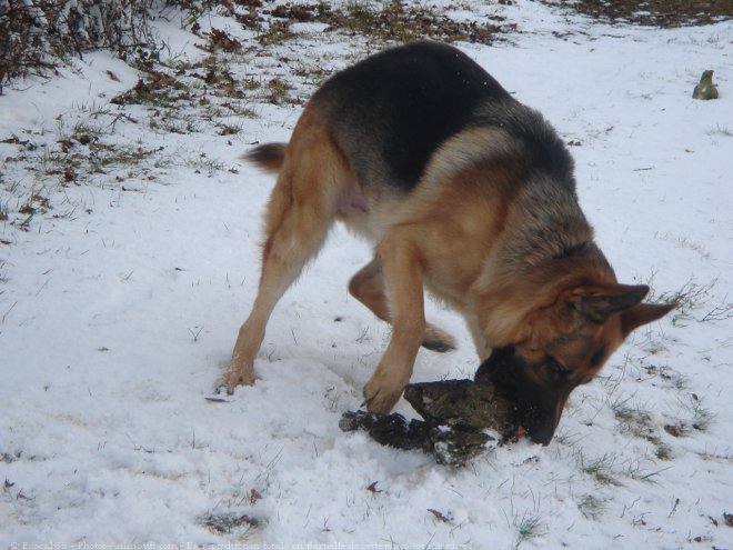 Photo de Berger allemand  poil court