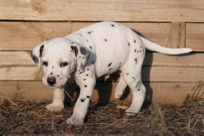 Photo de Dalmatien