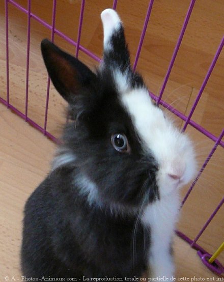 Photo de Lapin