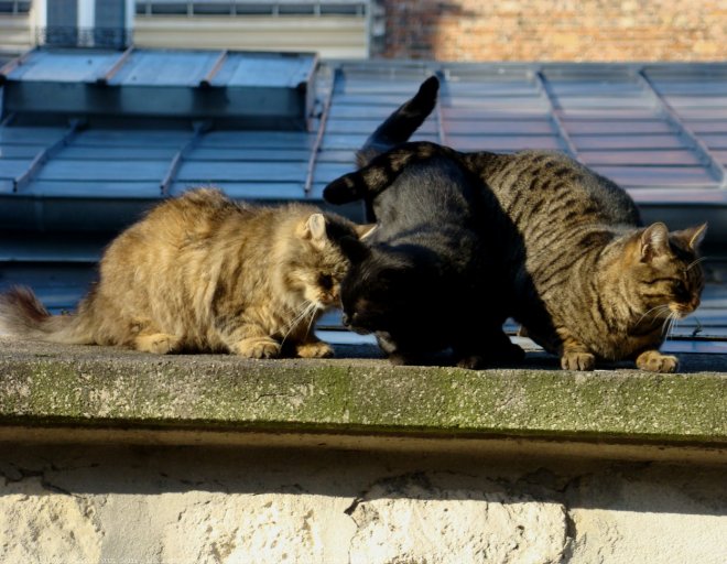 Photo de Chat domestique