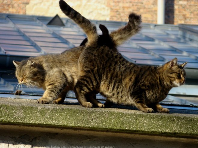 Photo de Chat domestique