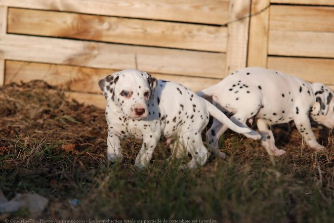 Photo de Dalmatien