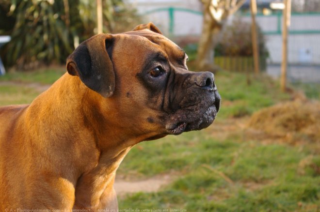 Photo de Boxer