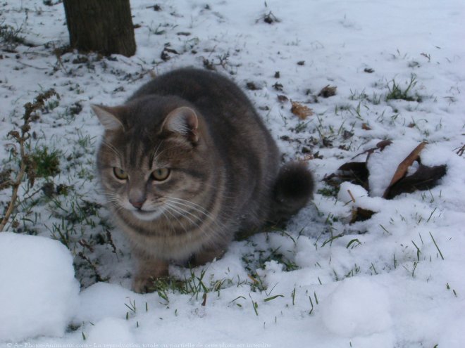 Photo de Chat domestique