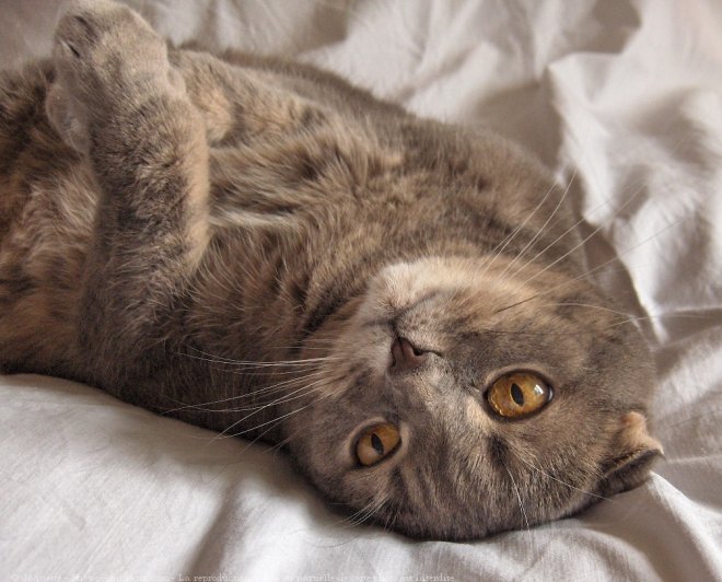 Photo de Scottish fold