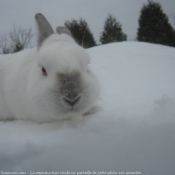 Photo de Lapin