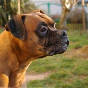 Photo de Boxer