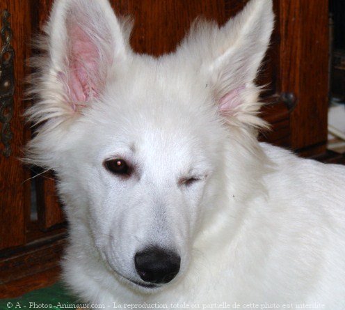 Photo de Berger blanc suisse