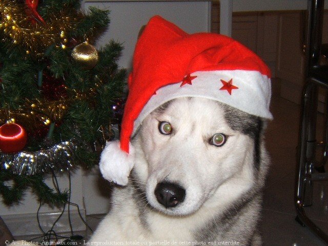 Photo de Husky siberien