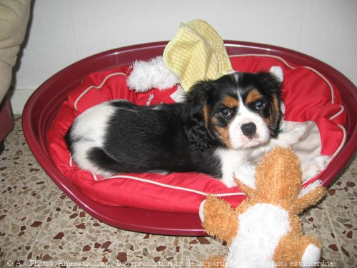 Photo de Cavalier king charles spaniel