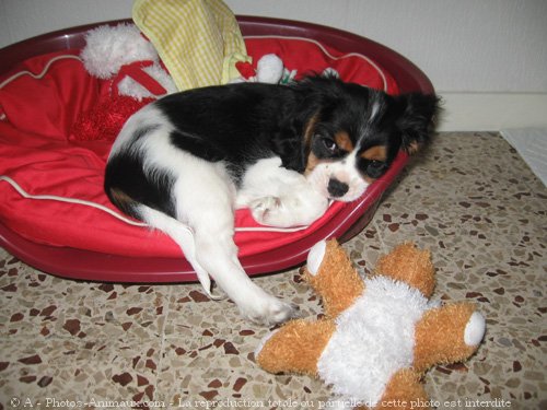 Photo de Cavalier king charles spaniel