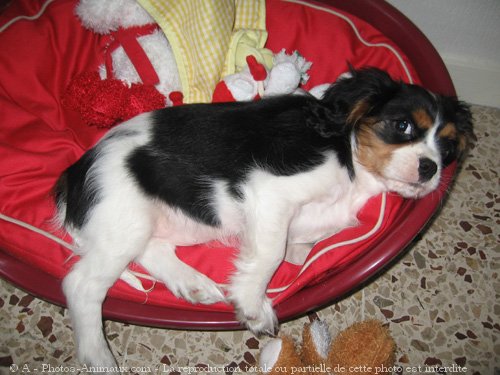 Photo de Cavalier king charles spaniel