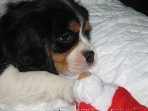 Photo de Cavalier king charles spaniel