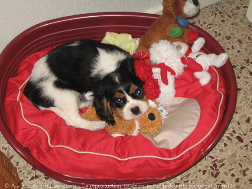 Photo de Cavalier king charles spaniel