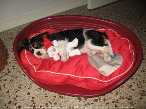 Photo de Cavalier king charles spaniel